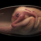 Artist’s reconstruction of the embryo inside the egg, showing the “tucking” pre-hatching position.
